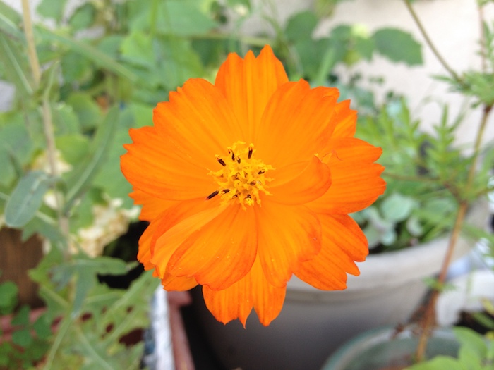 orange-flower